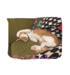 ハチとブシ（個別スタンプ：6）