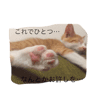 ハチとブシ（個別スタンプ：7）
