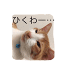 ハチとブシ（個別スタンプ：8）