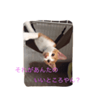 ハチとブシ（個別スタンプ：9）