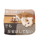 ハチとブシ（個別スタンプ：10）
