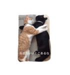 ハチとブシ（個別スタンプ：11）
