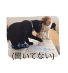 ハチとブシ（個別スタンプ：13）