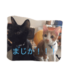 ハチとブシ（個別スタンプ：14）