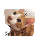 ハチとブシ（個別スタンプ：15）