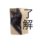 ハチとブシ（個別スタンプ：16）