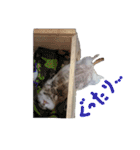 リチャードソンジリスのおいもとムギ（個別スタンプ：29）