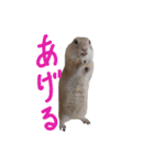 リチャードソンジリスのおいもとムギ（個別スタンプ：31）