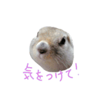 リチャードソンジリスのおいもとムギ（個別スタンプ：37）
