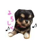 チワワのおはぎちゃん！〜ヘタレ犬の日常〜（個別スタンプ：1）