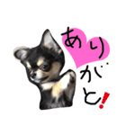 チワワのおはぎちゃん！〜ヘタレ犬の日常〜（個別スタンプ：2）