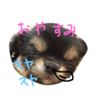 チワワのおはぎちゃん！〜ヘタレ犬の日常〜（個別スタンプ：4）
