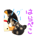 チワワのおはぎちゃん！〜ヘタレ犬の日常〜（個別スタンプ：5）