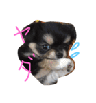 チワワのおはぎちゃん！〜ヘタレ犬の日常〜（個別スタンプ：15）