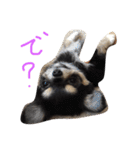 チワワのおはぎちゃん！〜ヘタレ犬の日常〜（個別スタンプ：17）
