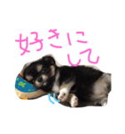 チワワのおはぎちゃん！〜ヘタレ犬の日常〜（個別スタンプ：18）