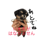 チワワのおはぎちゃん！〜ヘタレ犬の日常〜（個別スタンプ：27）
