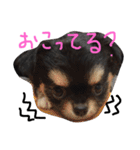 チワワのおはぎちゃん！〜ヘタレ犬の日常〜（個別スタンプ：29）