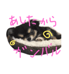 チワワのおはぎちゃん！〜ヘタレ犬の日常〜（個別スタンプ：30）