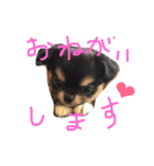 チワワのおはぎちゃん！〜ヘタレ犬の日常〜（個別スタンプ：32）