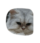 猫のたらこ（個別スタンプ：1）