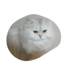猫のたらこ（個別スタンプ：2）
