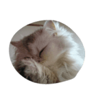 猫のたらこ（個別スタンプ：3）