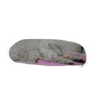 猫のたらこ（個別スタンプ：4）