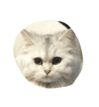 猫のたらこ（個別スタンプ：5）