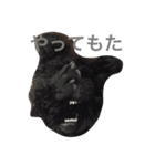 speaking dogs（個別スタンプ：4）