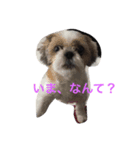 speaking dogs（個別スタンプ：5）