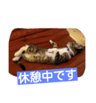 愛想なしのねこ2（個別スタンプ：1）