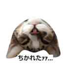 愛想なしのねこ2（個別スタンプ：10）