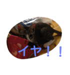 愛想なしのねこ2（個別スタンプ：15）