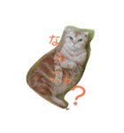 syaaaaau！（個別スタンプ：1）