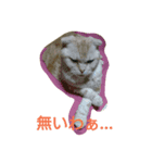 syaaaaau！（個別スタンプ：8）