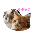 ネコネコでhappy409（個別スタンプ：1）
