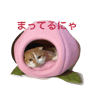 ネコネコでhappy409（個別スタンプ：2）