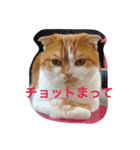 ネコネコでhappy409（個別スタンプ：4）