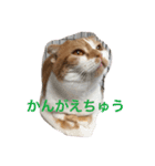 ネコネコでhappy409（個別スタンプ：5）