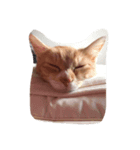 CatDay（個別スタンプ：1）
