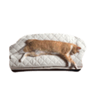 CatDay（個別スタンプ：3）