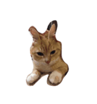 CatDay（個別スタンプ：8）