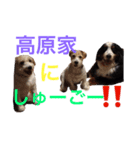 高原家ワンズスタンプ（個別スタンプ：4）