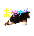 高原家ワンズスタンプ（個別スタンプ：6）