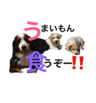 高原家ワンズスタンプ（個別スタンプ：7）