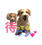 高原家ワンズスタンプ（個別スタンプ：8）