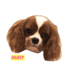 JESSIE THE CAVALIER ＆SUSHI THE CHIHUAHUA（個別スタンプ：1）