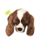 JESSIE THE CAVALIER ＆SUSHI THE CHIHUAHUA（個別スタンプ：2）