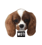 JESSIE THE CAVALIER ＆SUSHI THE CHIHUAHUA（個別スタンプ：3）